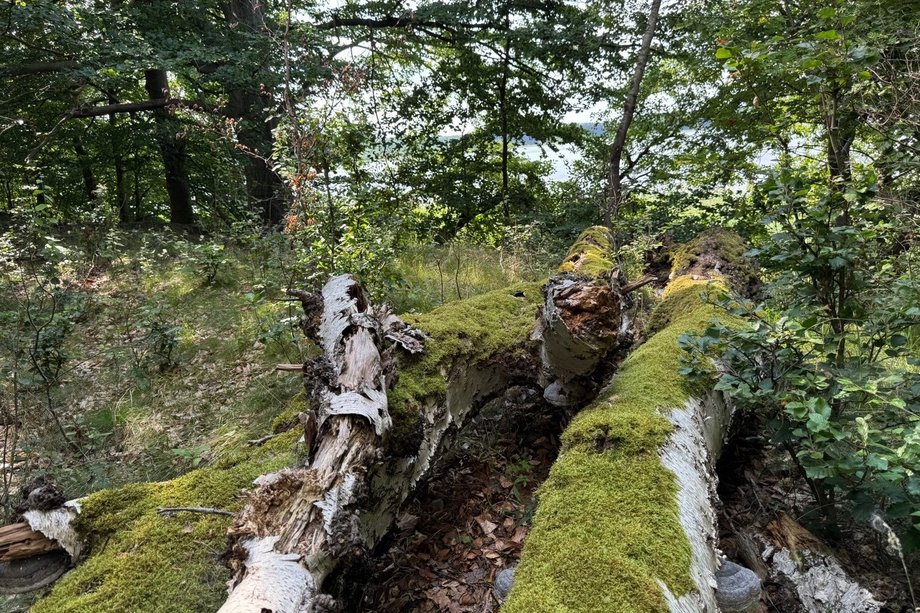 Gemeinnützige IVU-Stiftung für Mensch, Natur und Klimaschutz