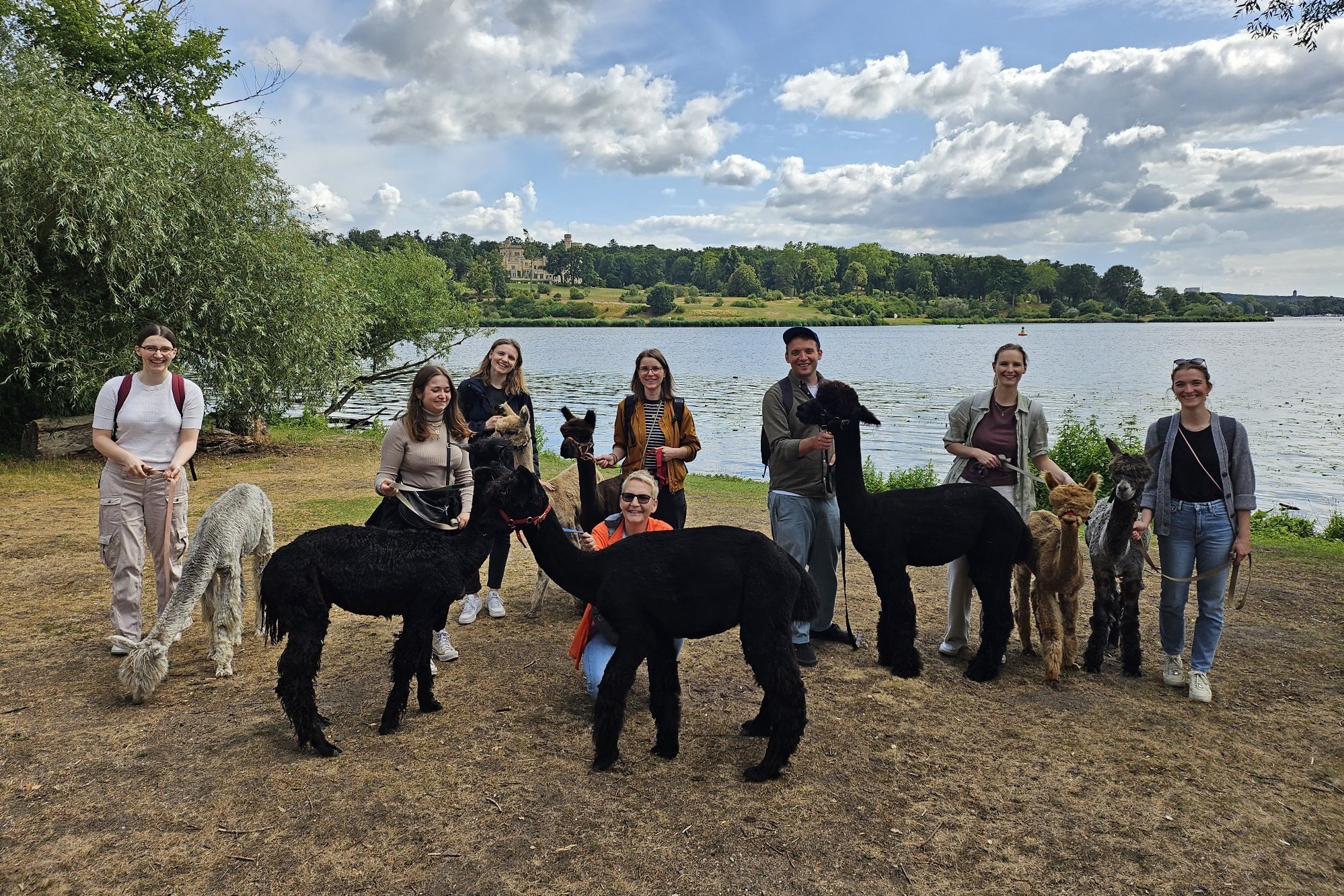 Team mit Alpakas